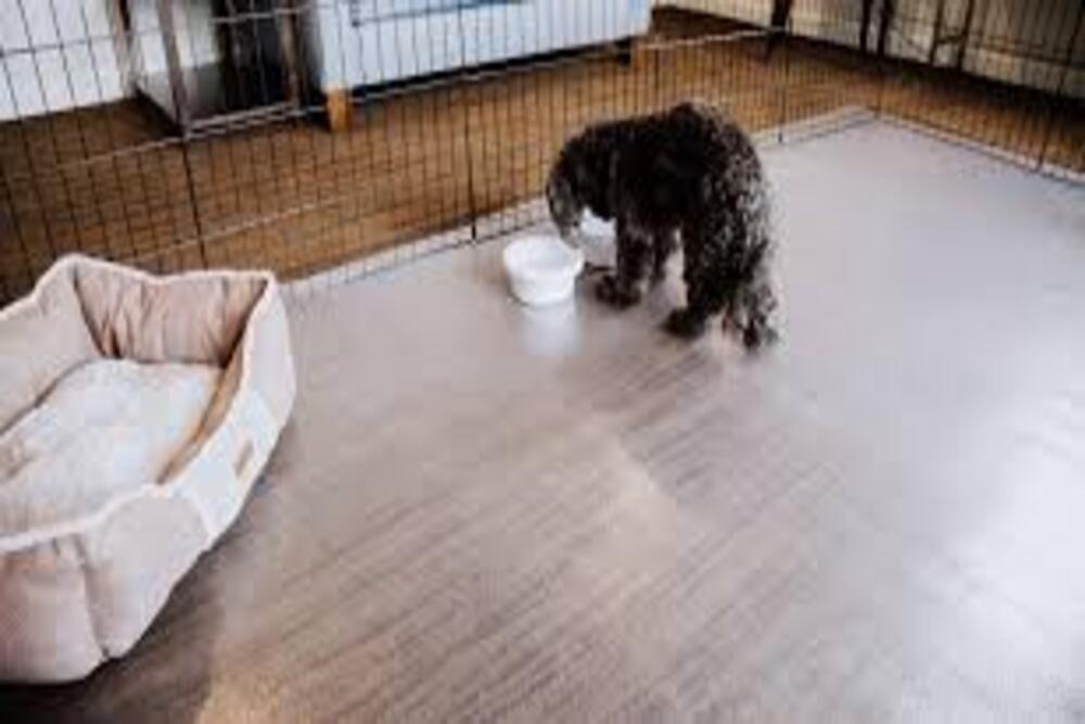  8 Steps: Creating a Pet-Friendly Kennel Flooring 