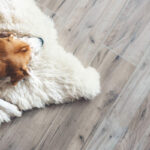 Keeping Odors and Germs Away: The Role  of High-Quality Kennel Flooring