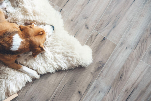 Keeping Odors and Germs Away: The Role  of High-Quality Kennel Flooring